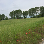 castenedolo rustico