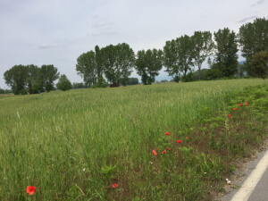castenedolo rustico