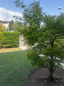 giardino bilo caste 2